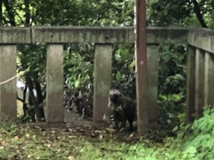 諸磯神明社に現れたタヌキ|歓迎サインの動物