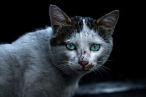 【九星気学】九星気学で避けるべき四大凶方位の体験談!行くとどんなトラブルがある?