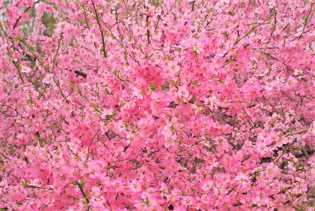 【桃花風水】風水で恋愛運アップするなら外せない!『桃花位』で春を呼び込もう♪