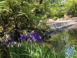 「神嶽山神苑に咲くアヤメ