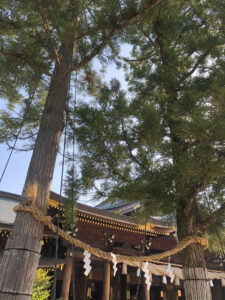 寒川神社ご神木の夫婦杉
