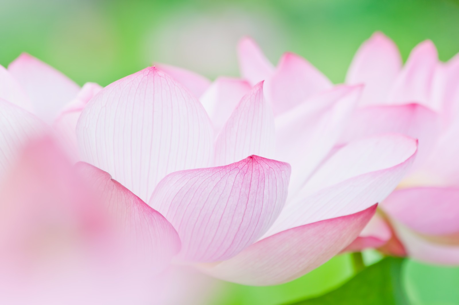 ほんのり甘いカルディの『蓮花茶』!美容にも良いと噂のベトナムのお茶です♪