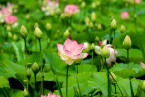 群生する蓮の花｜功徳が積み重なるイメージ