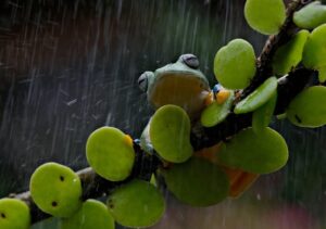 雨に打たれて気持ちよさそうなカエル|ヨーロッパの幸運の象徴