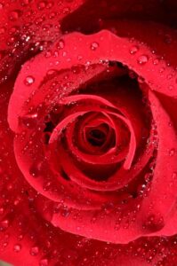 みずみずしい深紅の薔薇
