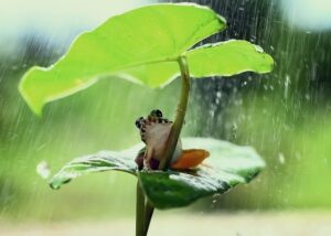 大きな葉っぱの下で雨宿りするカエル