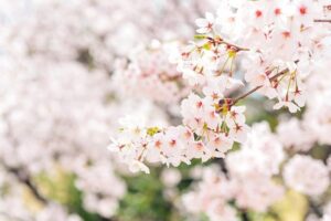 満開の桜