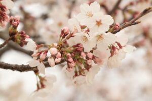 蕾が鈴生りの桜のひと房