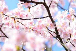 快晴の下の満開の桜のアップ