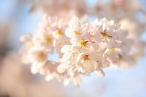 陽の光に照らされた桜