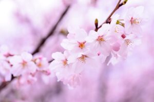 【春の名歌】『桜』を詠んだ和歌と名句　良寛・親鸞・在原業平に学ぶ無常と人生の教訓