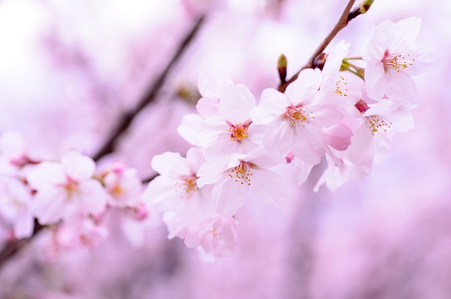 日本の春の醍醐味！お花見で想起する…桜の下で雅に諳んじたい、桜にまつわる和歌
