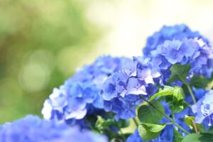 【風水】紫陽花は縁起が悪い？紫陽花の風水と、方位別おすすめの飾り方について