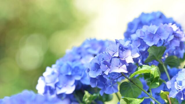 【風水】紫陽花は縁起が悪い？紫陽花の風水と、方位別おすすめの飾り方について