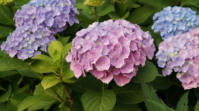 風水 紫陽花は縁起が悪いってホント 紫陽花と風水についての考察と 方位別おすすめの飾り方について ウズラボイス