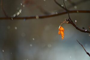 【開運】不思議な現象『お天気雨』のスピリチュアルな意味や「狐の嫁入り」と呼ばれる由来