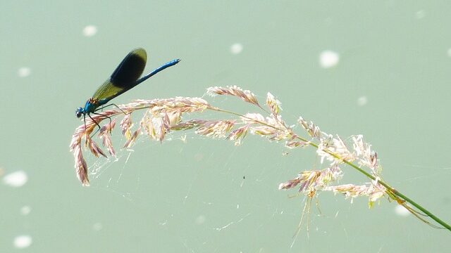 【開運】『トンボ』モチーフの意味とご利益　勝負運・縁結び・幸運を呼ぶ力