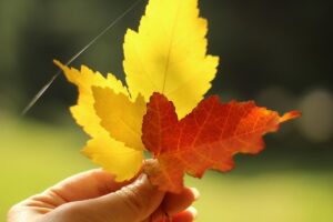 紅葉した葉を手に取る｜秋の登山で幸運を手にするイメージ