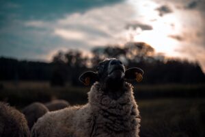 【占星術】山羊座パワーでコツコツと困難を乗り越える!!『目の前の草を食み、山頂へ登れ』