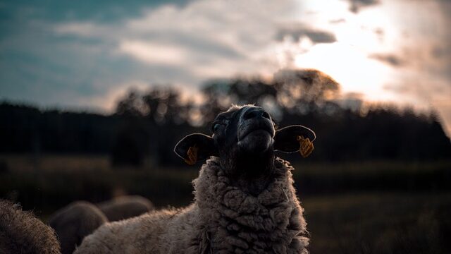 【占星術】山羊座パワーでコツコツと困難を乗り越える！！『目の前の草を食み、山頂へ登れ』