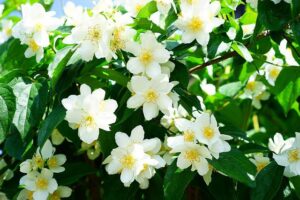 神仏の歓迎サインで感じる甘い香りを連想させる、ジャスミンの花