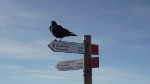 カラスと道しるべ