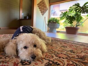 玄関マットの上で飼い主さんを待つかわいい犬