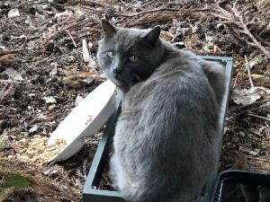 息栖神社の猫２