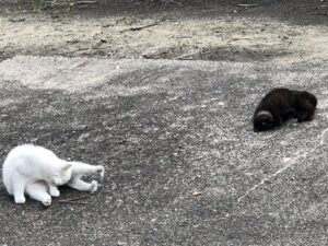 息栖神社の猫１