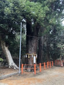 息栖神社の御神木