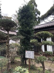 息栖神社の那岐の木