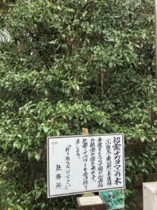 息栖神社の招霊の木