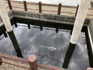 息栖神社の忍潮井の鯉