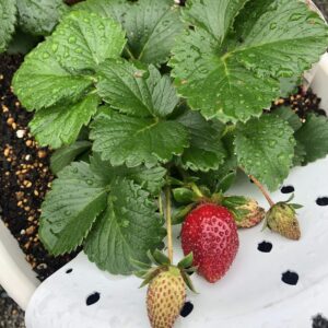 有鹿神社いちご