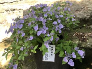 瀬戸神社のアジサイ