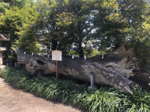 瀬戸神社のビャクシン
