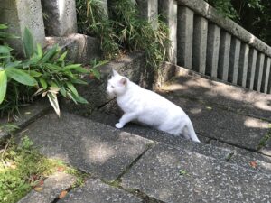 招き猫の化身？