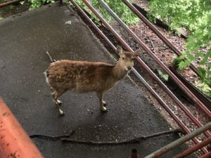 阿夫利神社の鹿