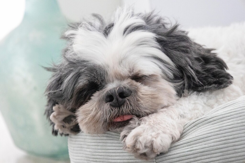 【風水】犬と寝るのは運気が下がる？スピリチュアル的意味と対処法まとめ