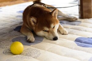 気持ちよさそうに眠る柴犬