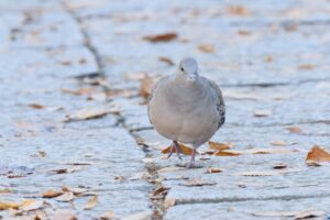 神社境内を散歩する鳩、神社仏閣の歓迎サイン