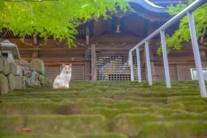 【神社仏閣の歓迎サイン】神社仏閣で遭遇する虫や動物たちは歓迎サイン!どんな意味がある?