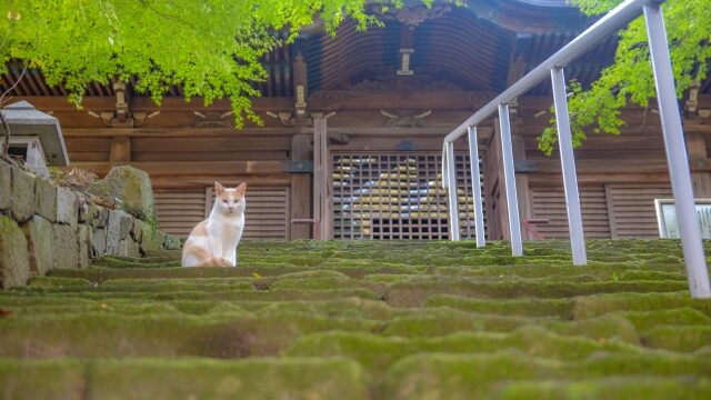 【神社仏閣の歓迎サイン】神社仏閣で遭遇する虫や動物たちは歓迎サイン!どんな意味がある?