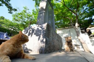 神社で見つめあう2匹の猫、神社仏閣の歓迎サイン