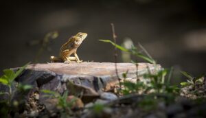 草むらの石の上に顔を出すトカゲ、神社仏閣の歓迎サイン