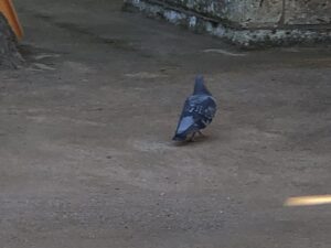 意富比神社の鳩