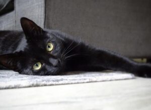 リラックスした黒猫