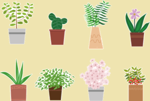 可愛い植物たち