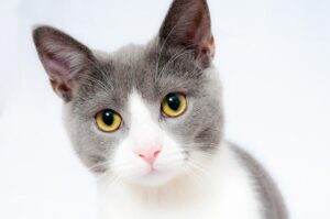 美しい猫