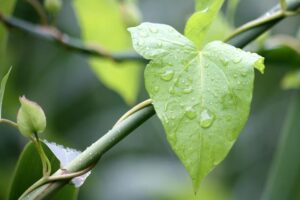 雨が降る